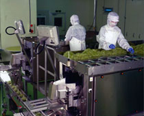 植物工場用スプラウト計量機械