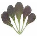 レッドマスタード