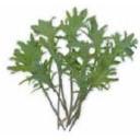 ケール・レッドロシア