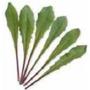 チコリ・イタリコ