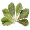 チコリ・レッドボール