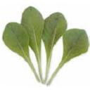 チコリ・レッドトレビソ（早生）