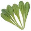 チコリ・スパドーナ