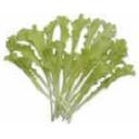 エンダイブ・ホワイトカール