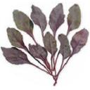 ビート・ブラッド