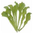 エンダイブ・グリーンカール