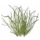 バックスホーン・プランタン