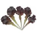 レタス・レッドバタビア