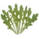 レタス・カタローニャ