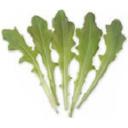 レタス・コカルデ