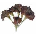 レタス・ジェンティリーナ・レッド