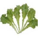 レタス・ジェンティリーナ・グリーン