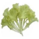 レタス・ロロホワイト