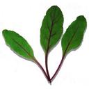 ビート・ルビークイーン