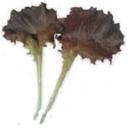 レタス・ロロレッド