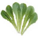 レタス・パリスアイランド・コス