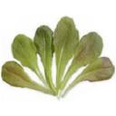 レタス・レッドロメイン