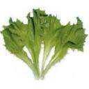 レタス・アイスクイーン