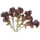 レタス・レッドサラダボール