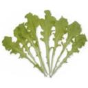 レタス・ホワイトサラダボール