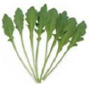 ルッコラ・セルバチカ