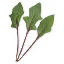 スピナッチ・レッド