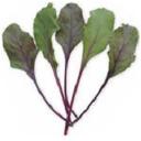 ビート・デトロイト