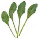 ビート・ゴールド