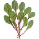 スイスチャード・ルーバーブ