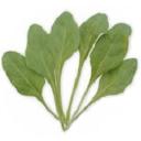 スイスチャード・スピナッチ