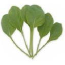 小松菜グリーン